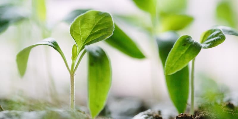 Alergias primaverales: consejos de tu farmacéutica de confianza